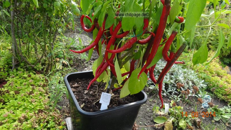 Joe´s Long Cayenne